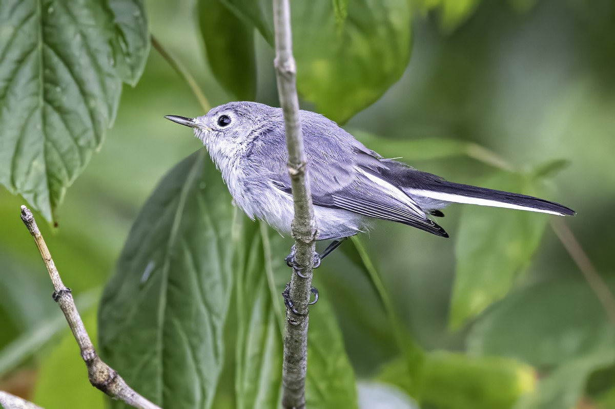 Blue-gray Gnatcatcher - ML638290917