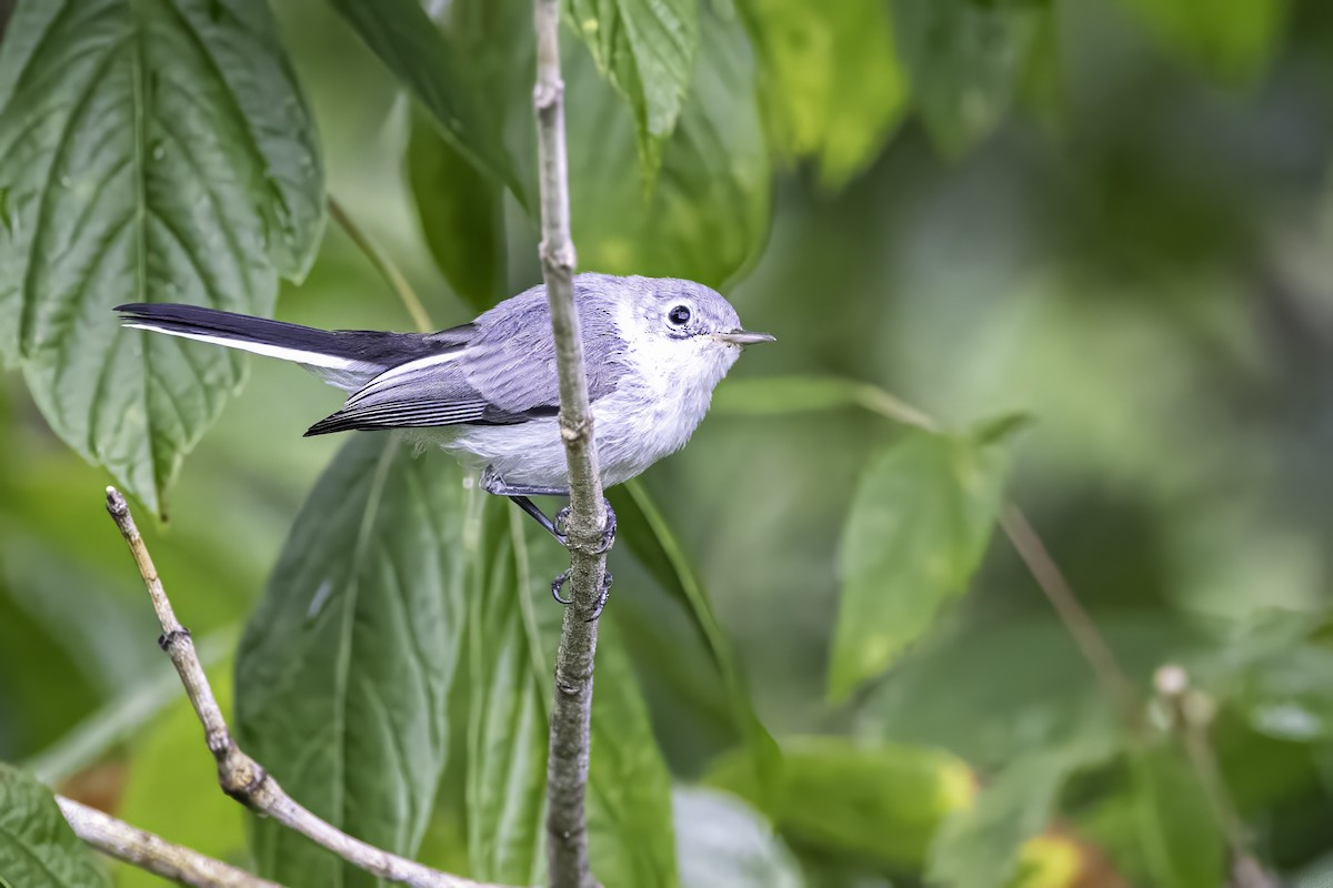 Blue-gray Gnatcatcher - ML638290921