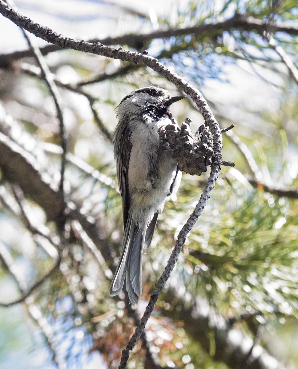 Mountain Chickadee - ML638290922