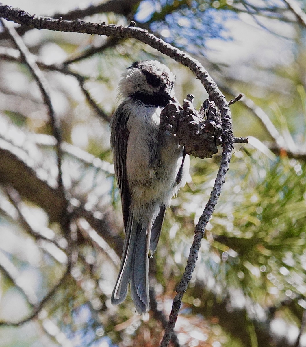 Mountain Chickadee - ML638290923