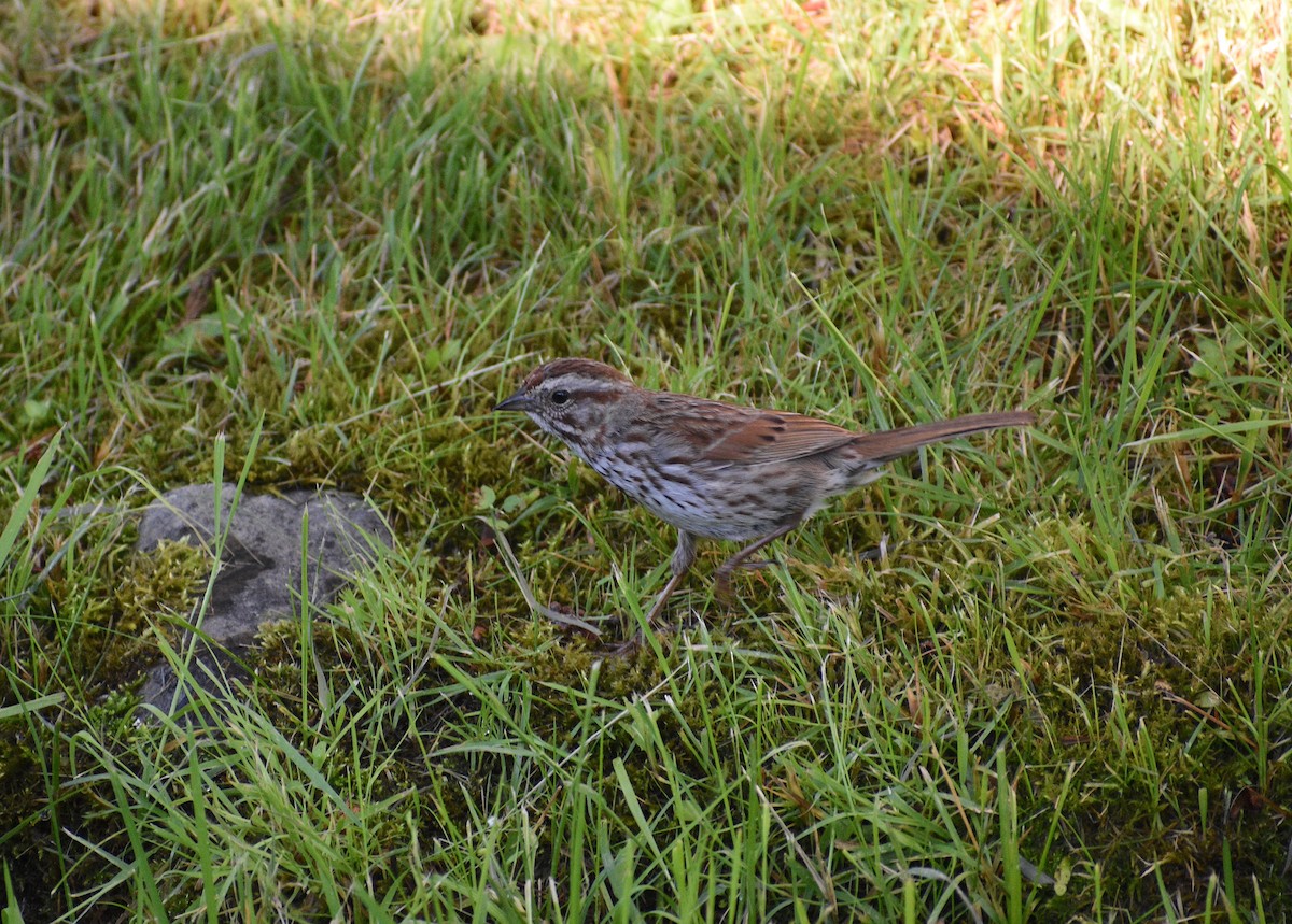 Song Sparrow - ML638290925