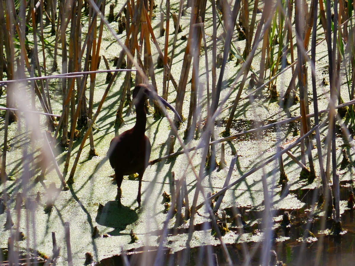 White-faced Ibis - ML638290927
