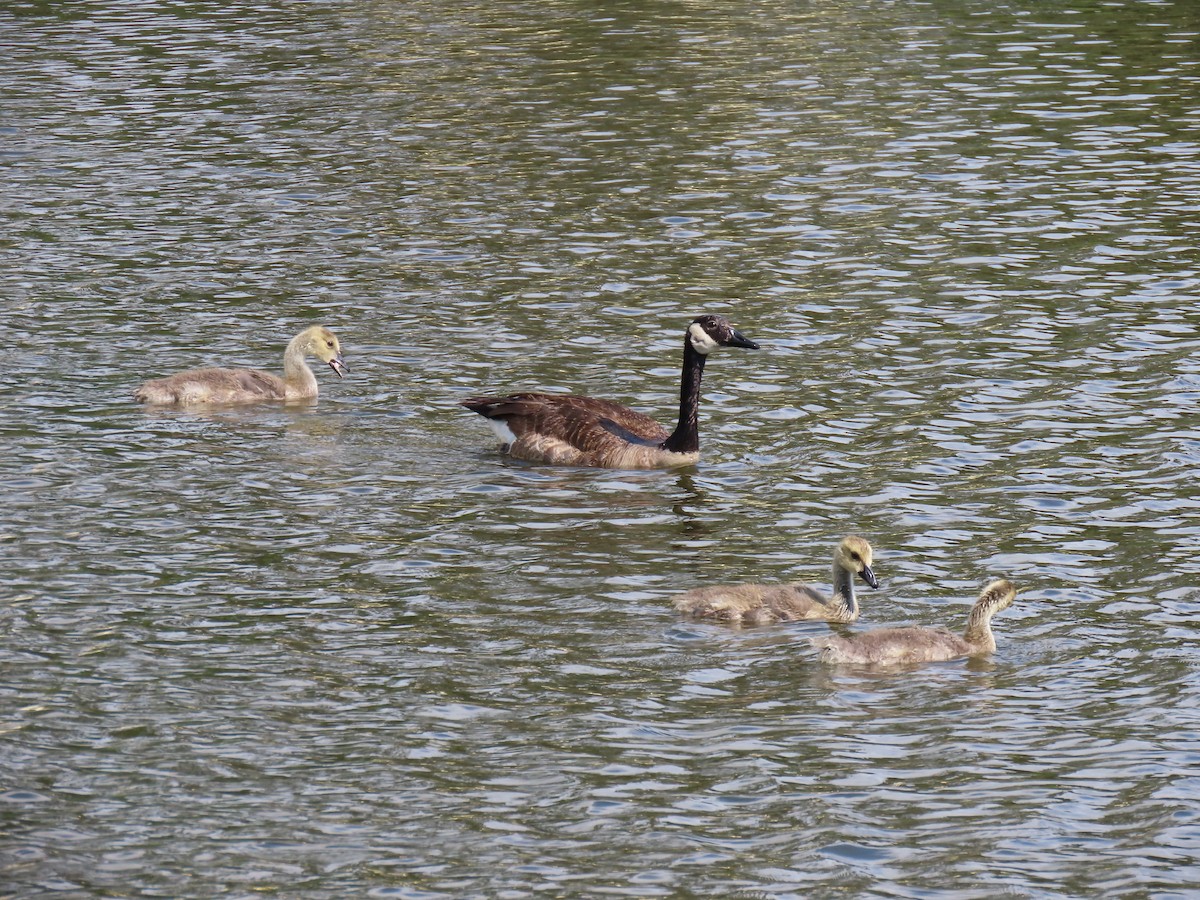 Canada Goose - ML638290928