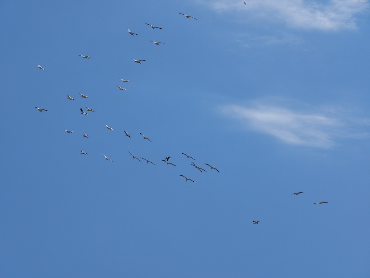 American White Pelican - ML638290933