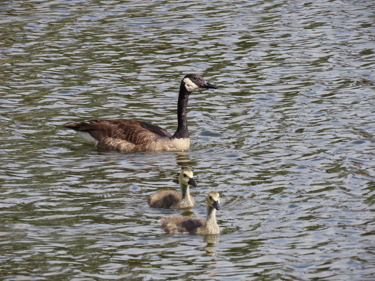 Canada Goose - ML638290935