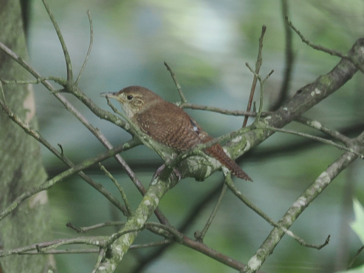 Northern House Wren - ML638290939