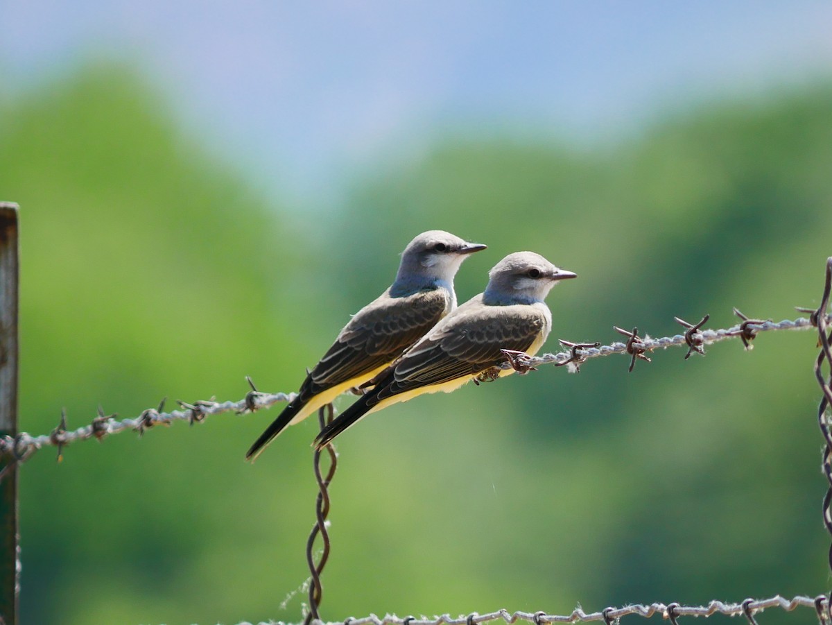 Western Kingbird - ML638290942