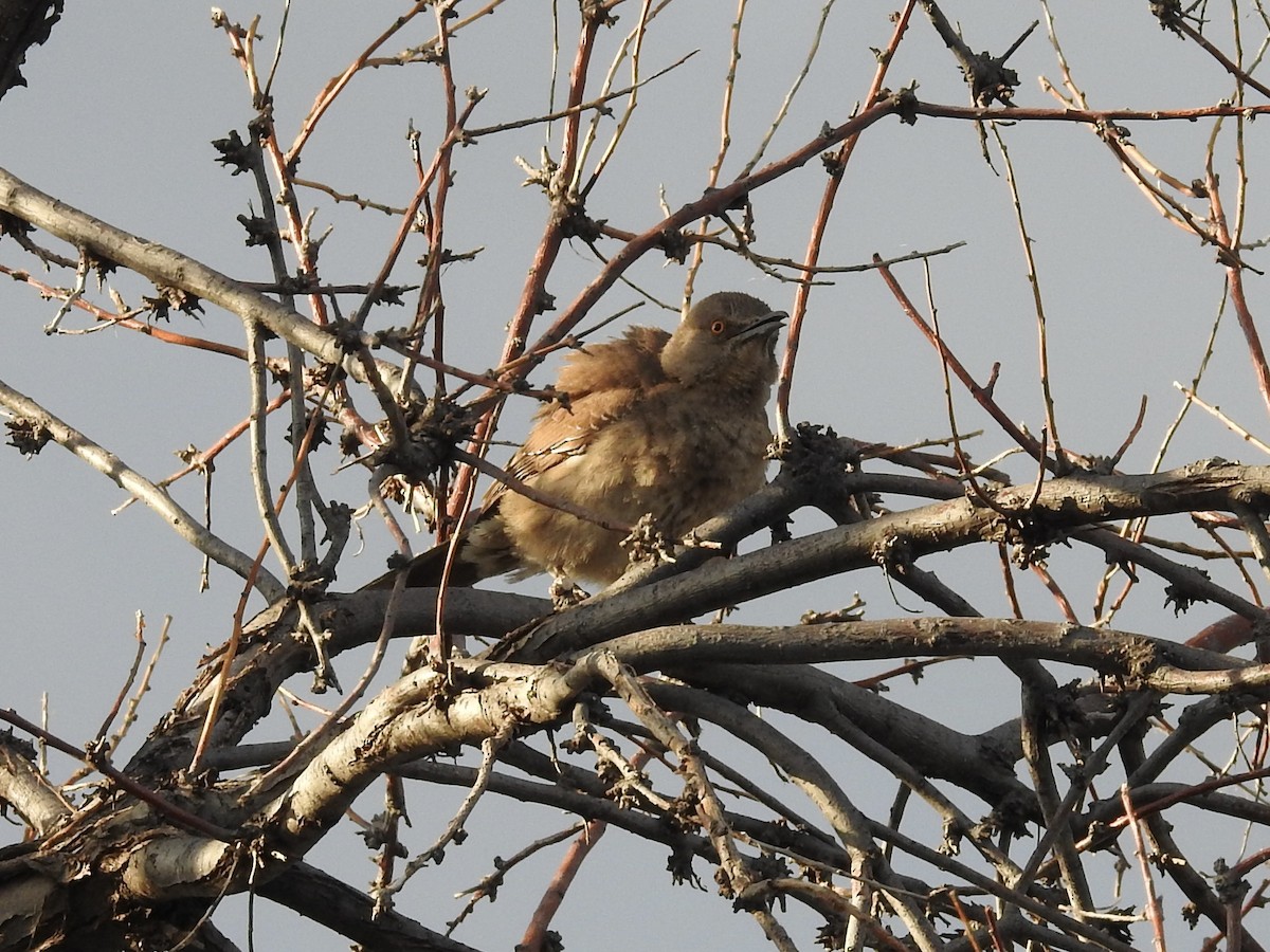 House Sparrow - ML638290945