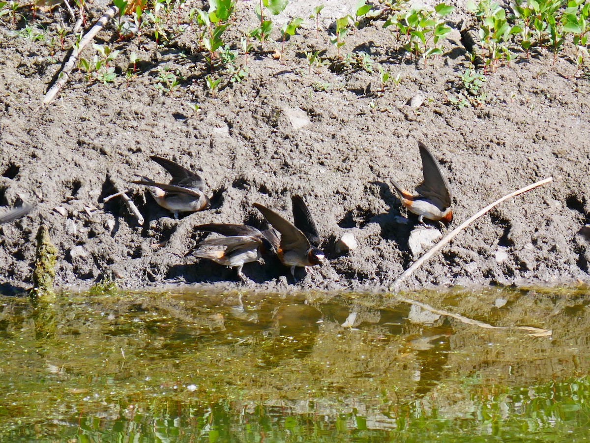 Cliff Swallow - ML638290946