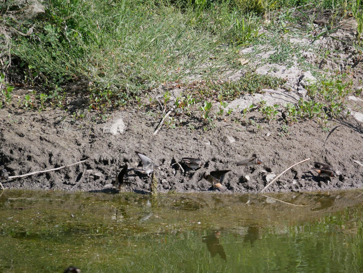 Cliff Swallow - ML638290947