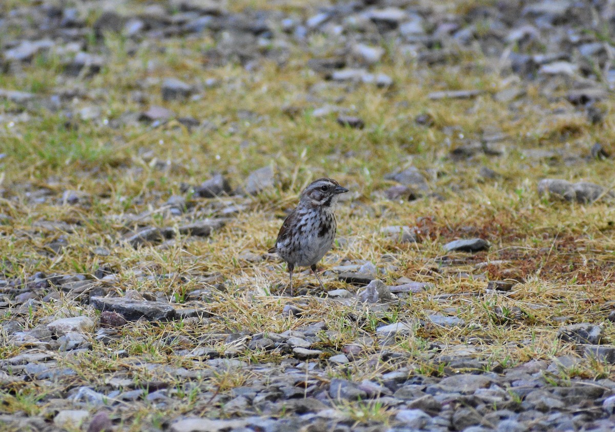 Song Sparrow - ML638290950