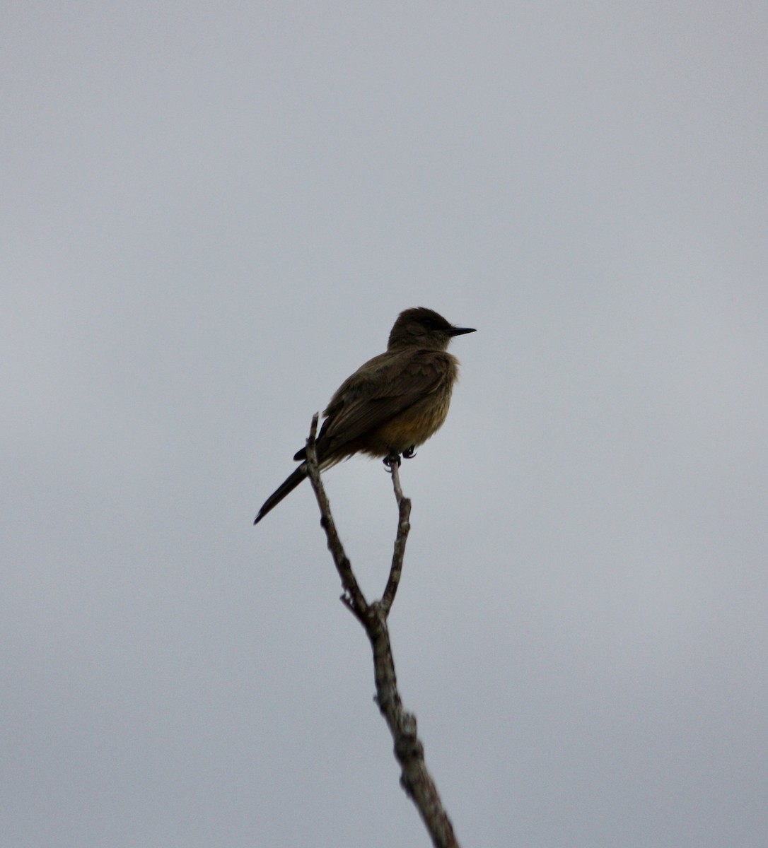 Say's Phoebe - ML638290986