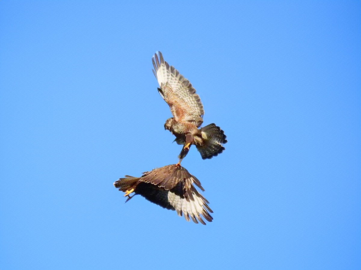 Common Buzzard - ML638290991