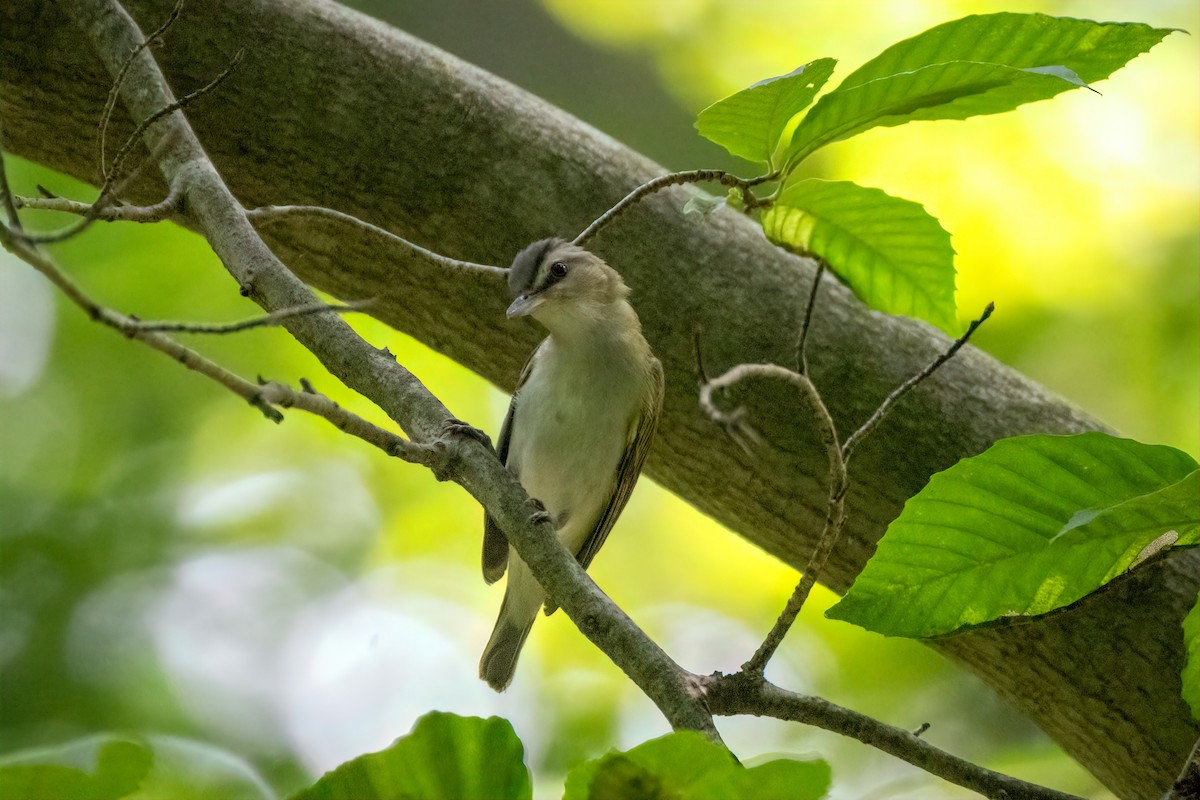 Red-eyed Vireo - ML638290994