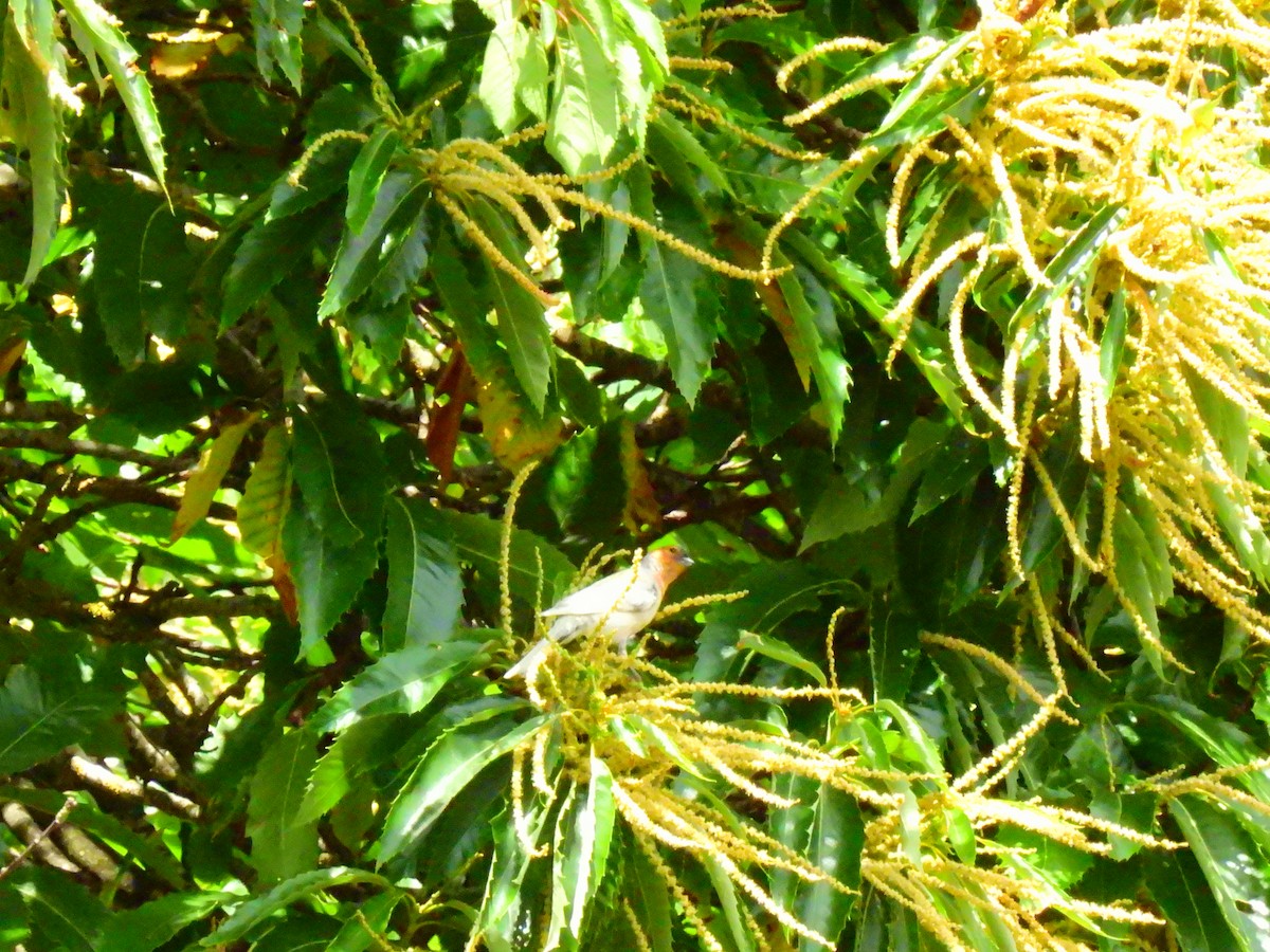 Common Chaffinch - ML638290997