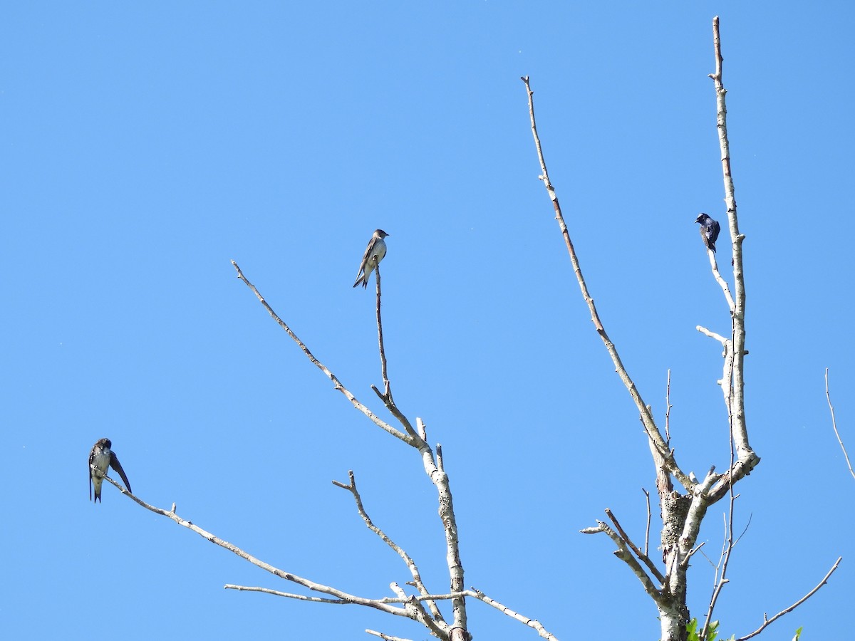 Purple Martin - ML638290998