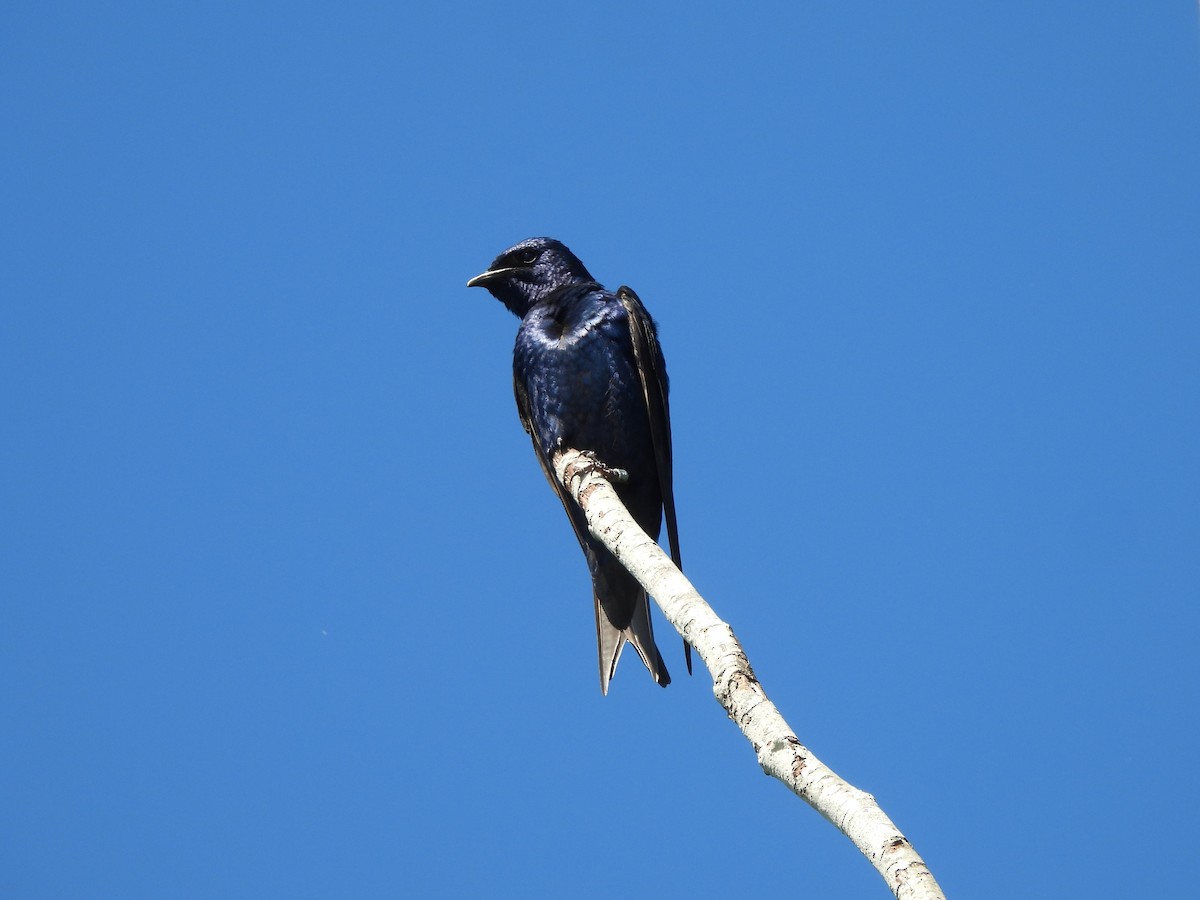 Purple Martin - ML638291001
