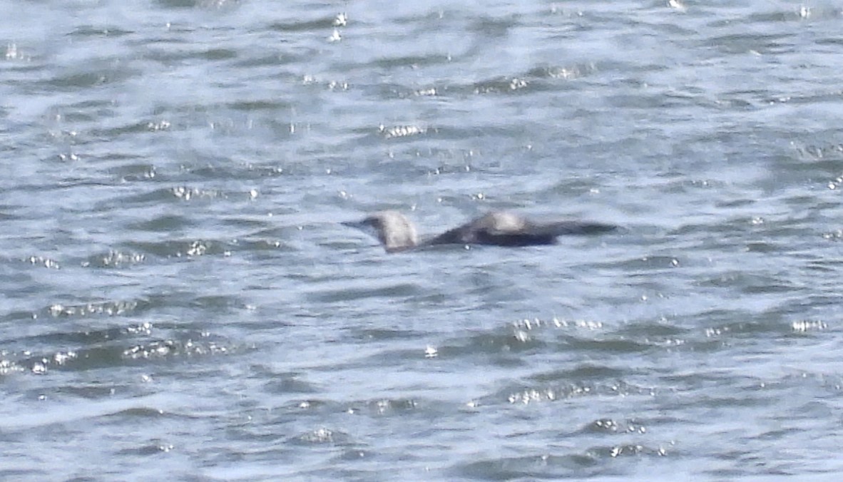 Pacific Loon - ML638291002