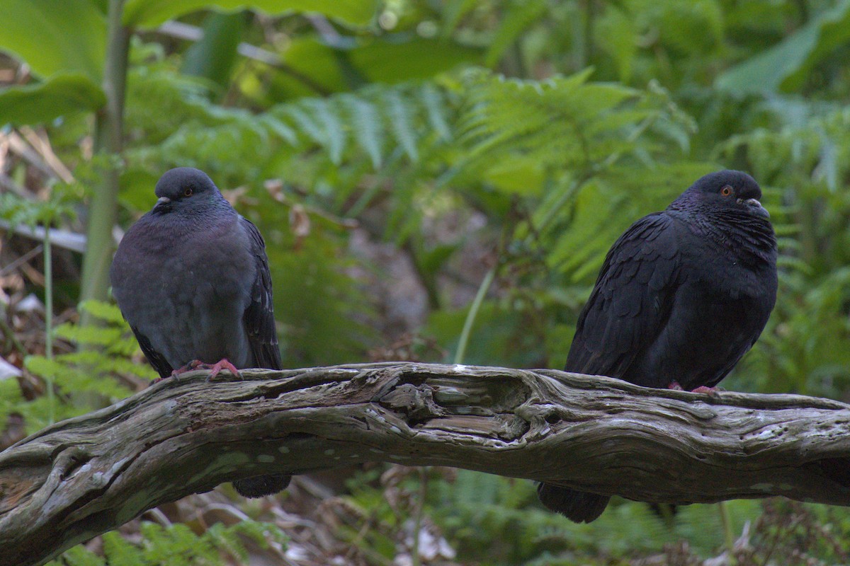 Rock Pigeon (Feral Pigeon) - ML638291003