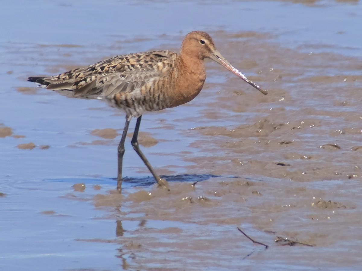 Black-tailed Godwit (Icelandic) - ML638291013