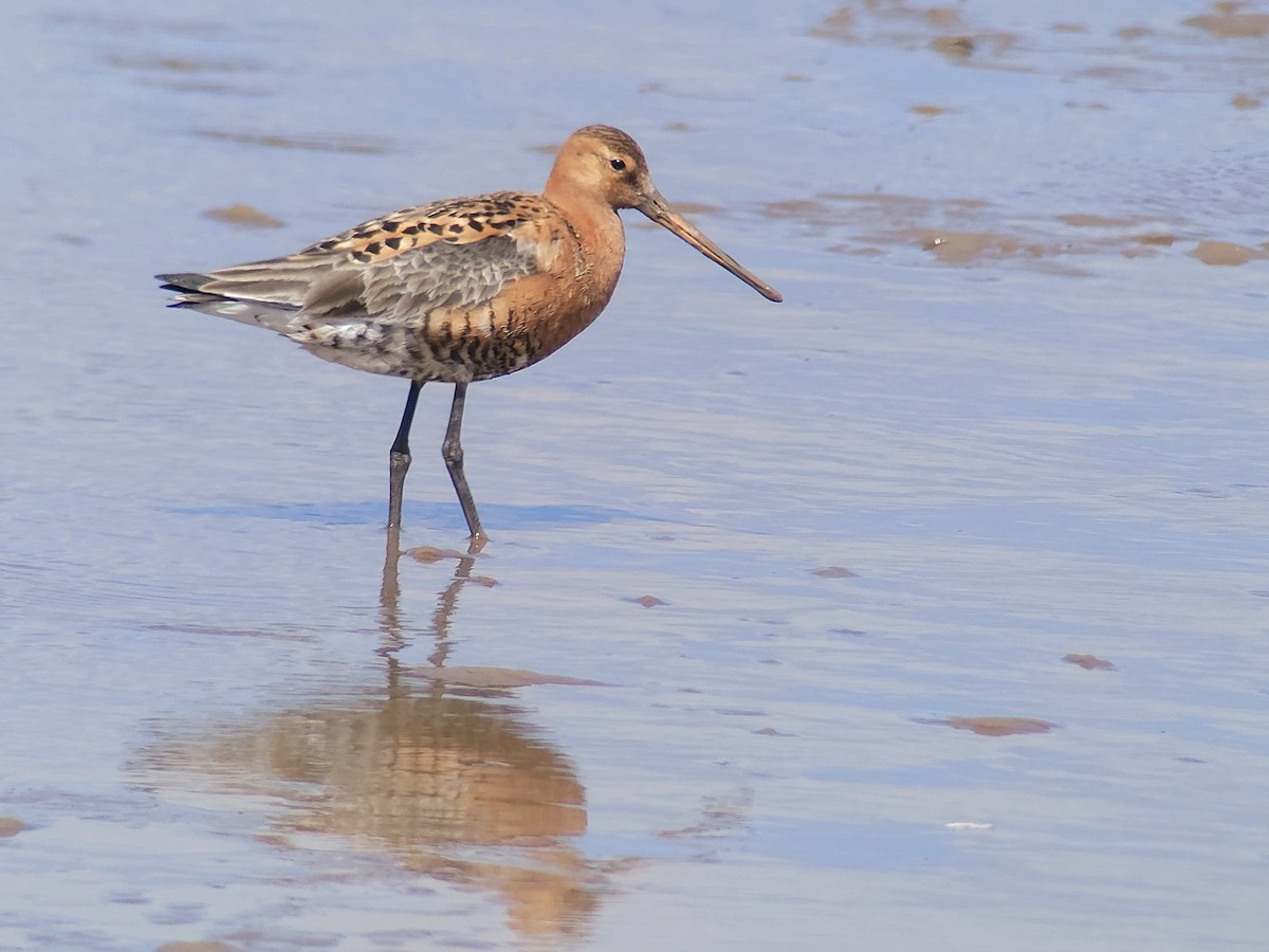 Black-tailed Godwit (Icelandic) - ML638291014