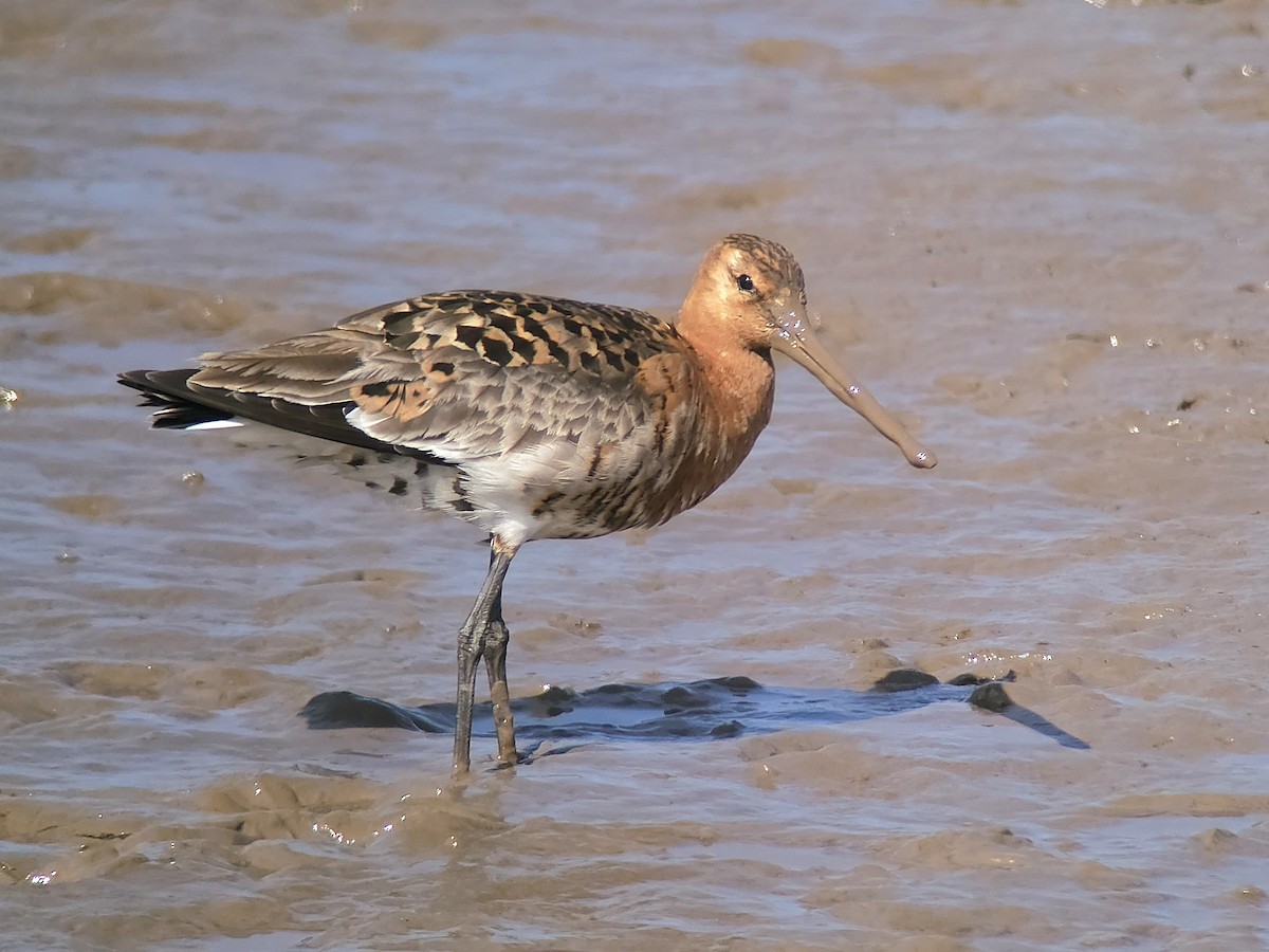 Black-tailed Godwit (Icelandic) - ML638291015