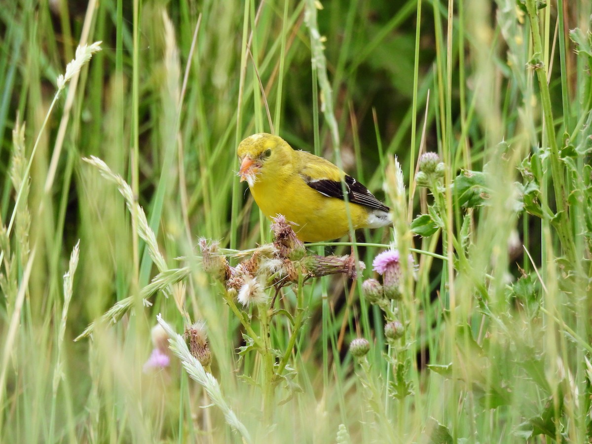 gulstillits - ML638291017