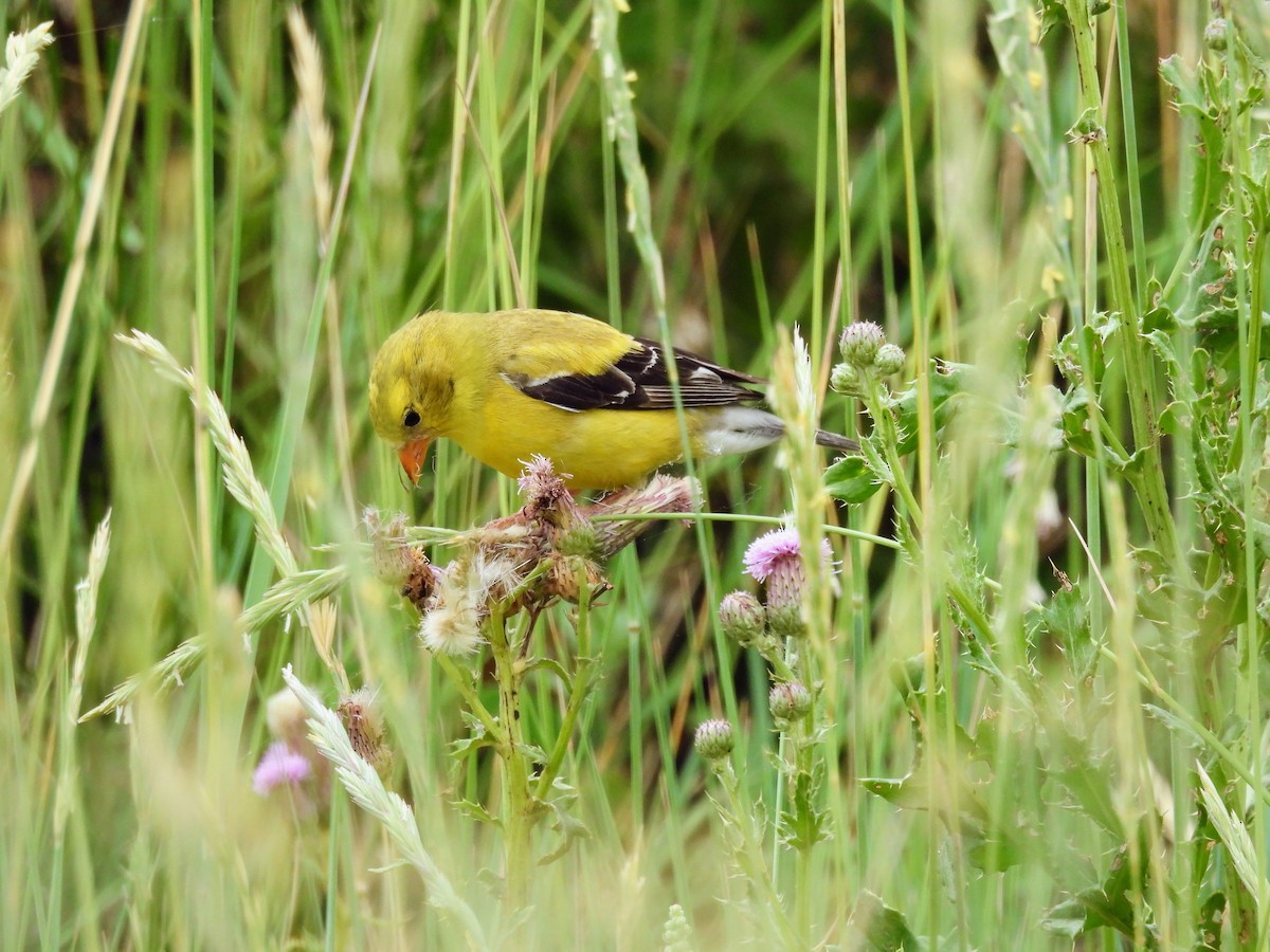 gulstillits - ML638291020
