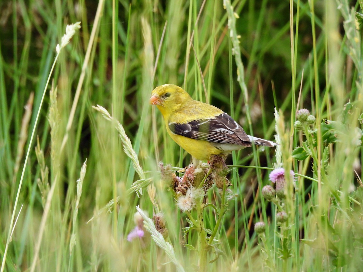 gulstillits - ML638291021
