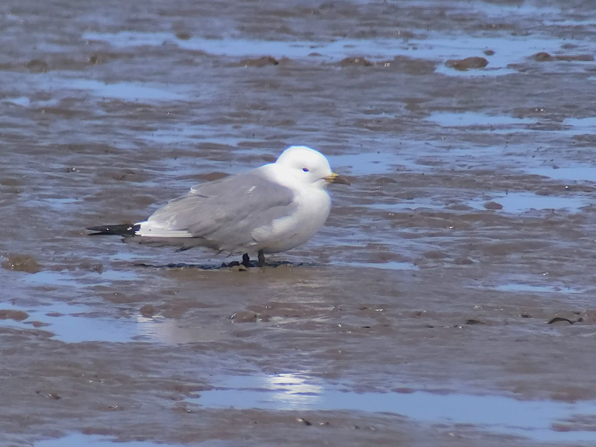 Gaviota Tridáctila (tridactyla) - ML638291024