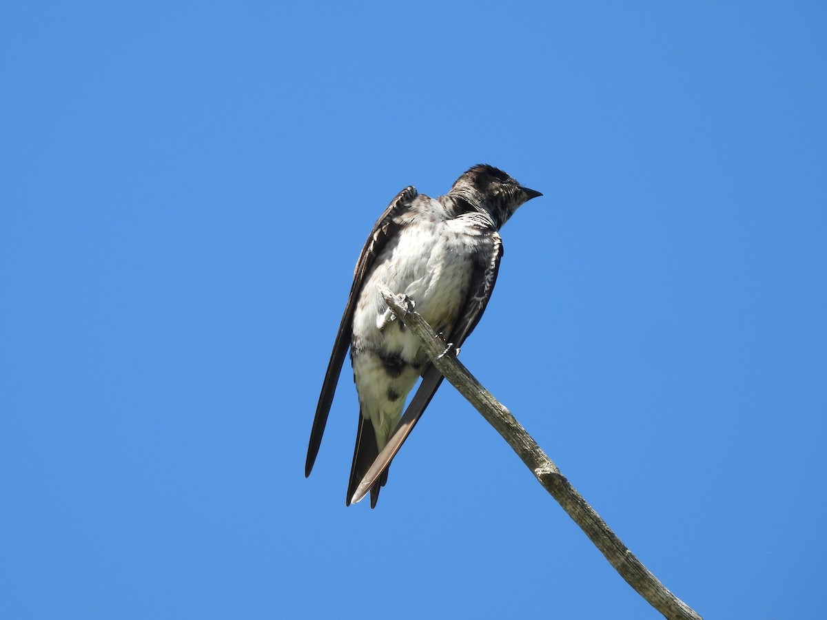 Golondrina Purpúrea - ML638291034