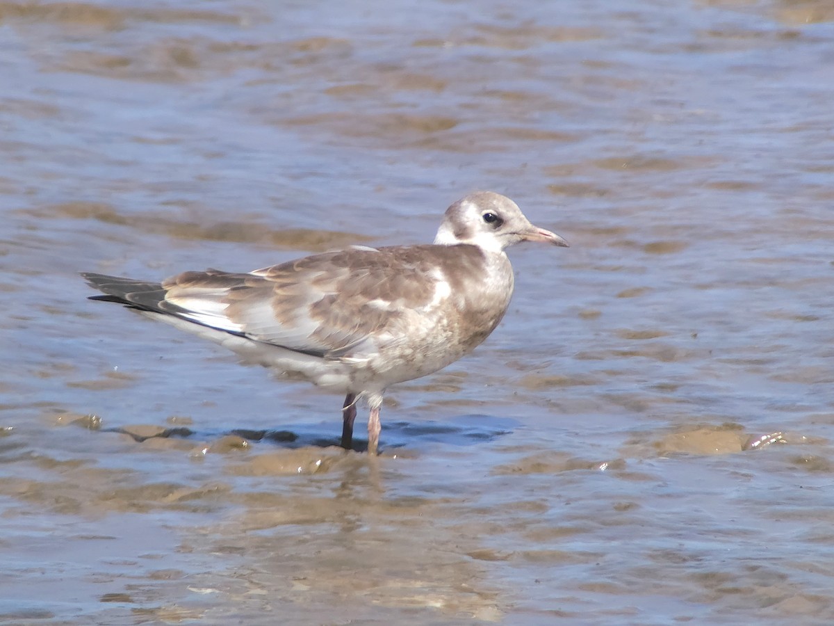 Mouette rieuse - ML638291036