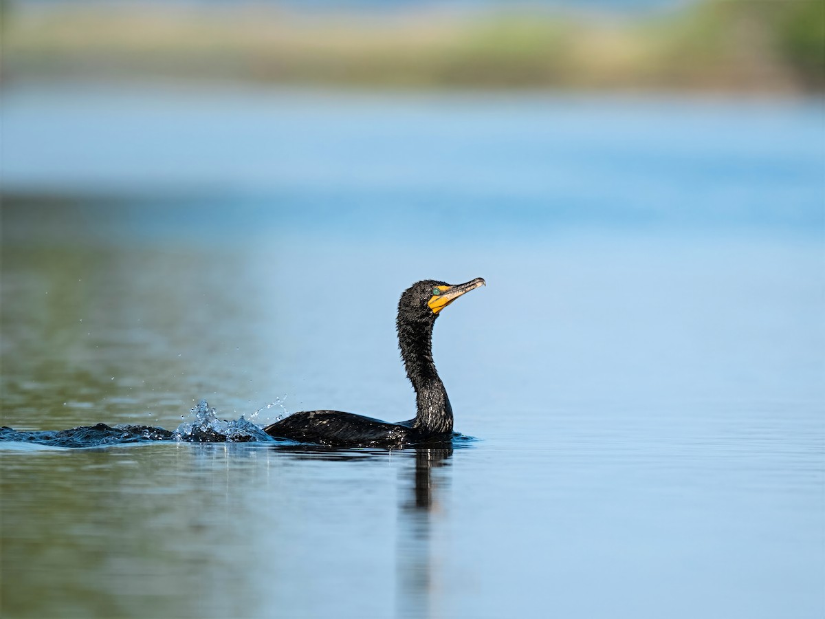 Cormoran à aigrettes - ML638291037