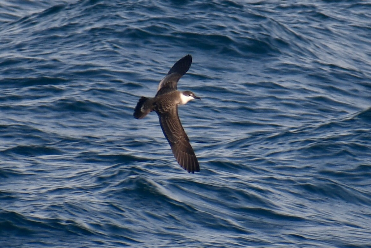 Puffin majeur - ML638291042