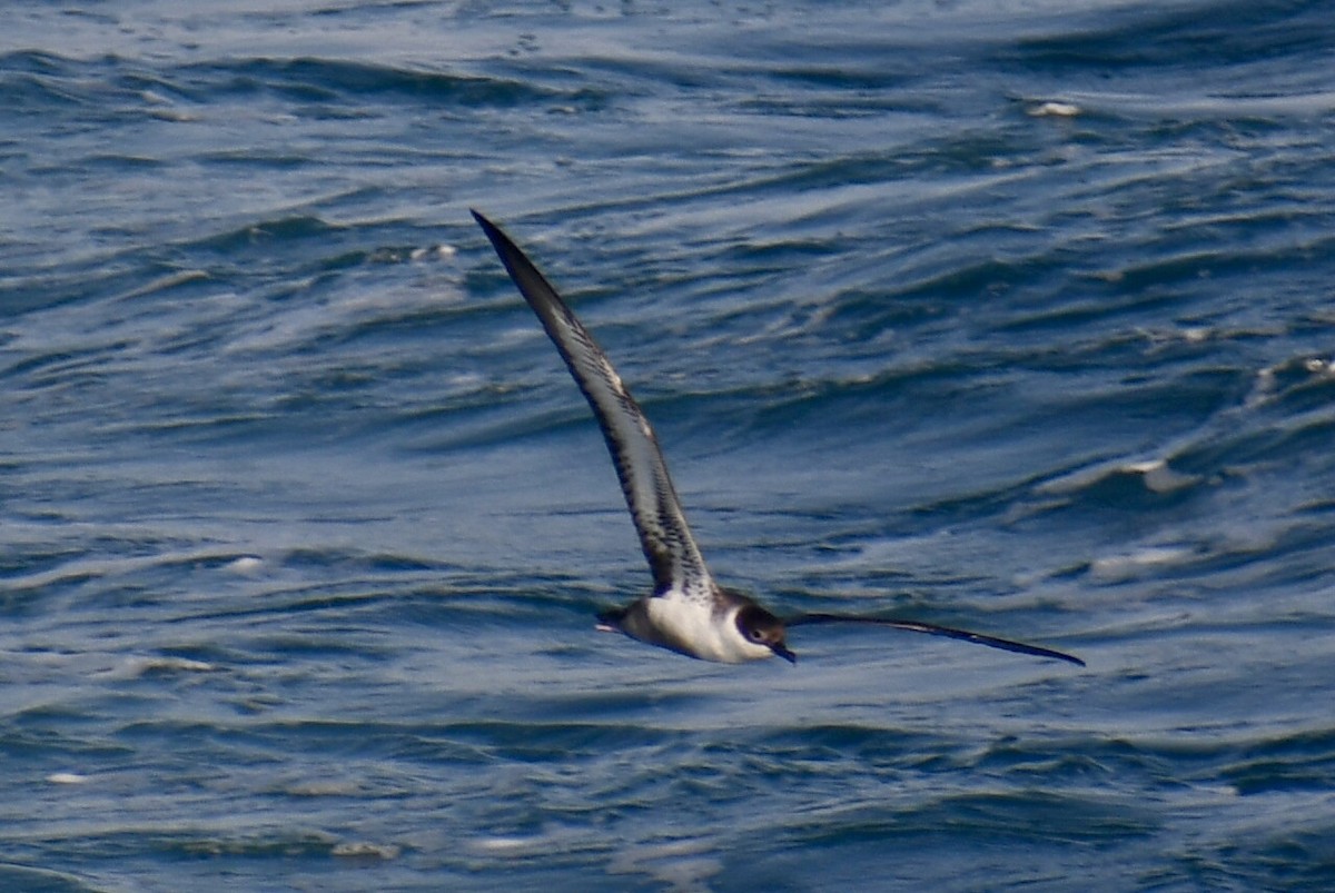 Puffin majeur - ML638291043
