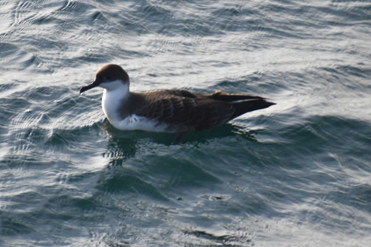 Puffin majeur - ML638291044