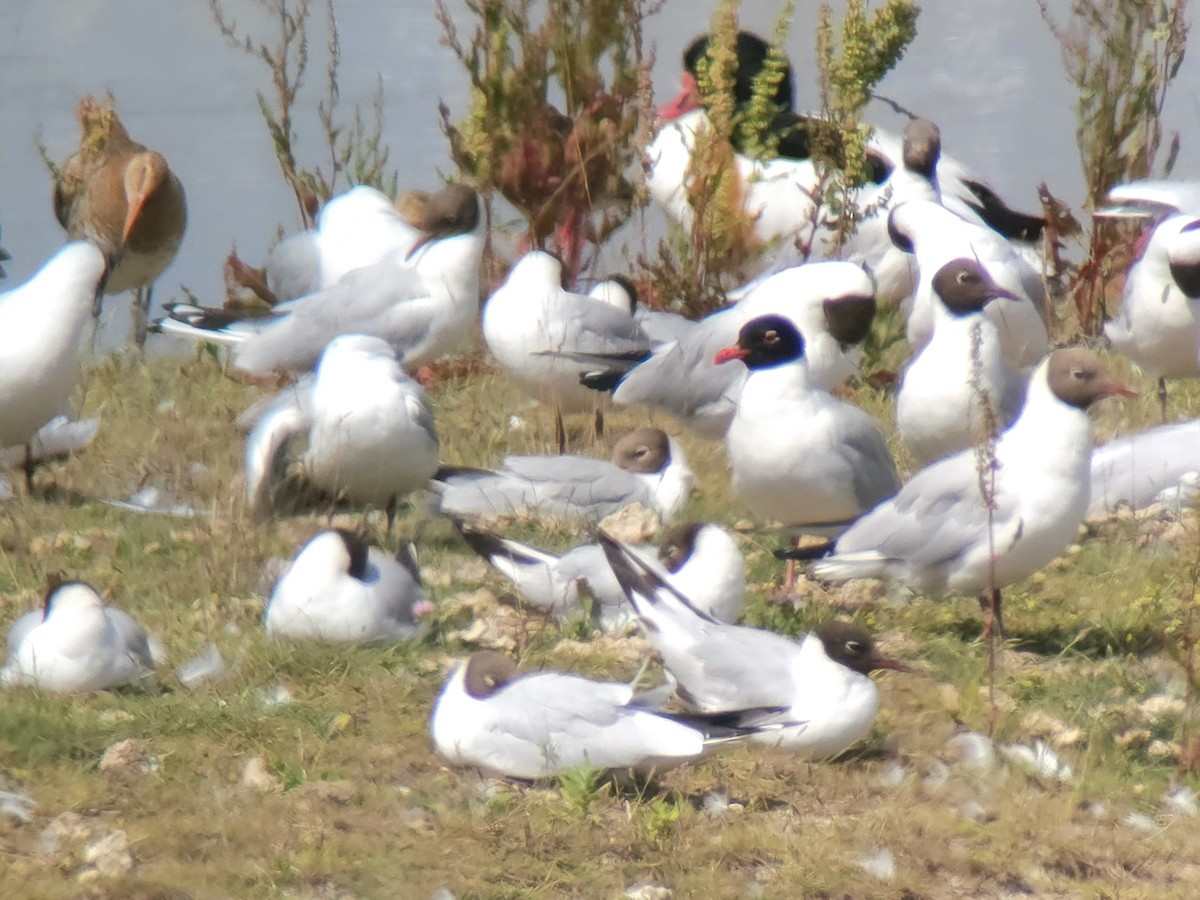 Mouette mélanocéphale - ML638291049