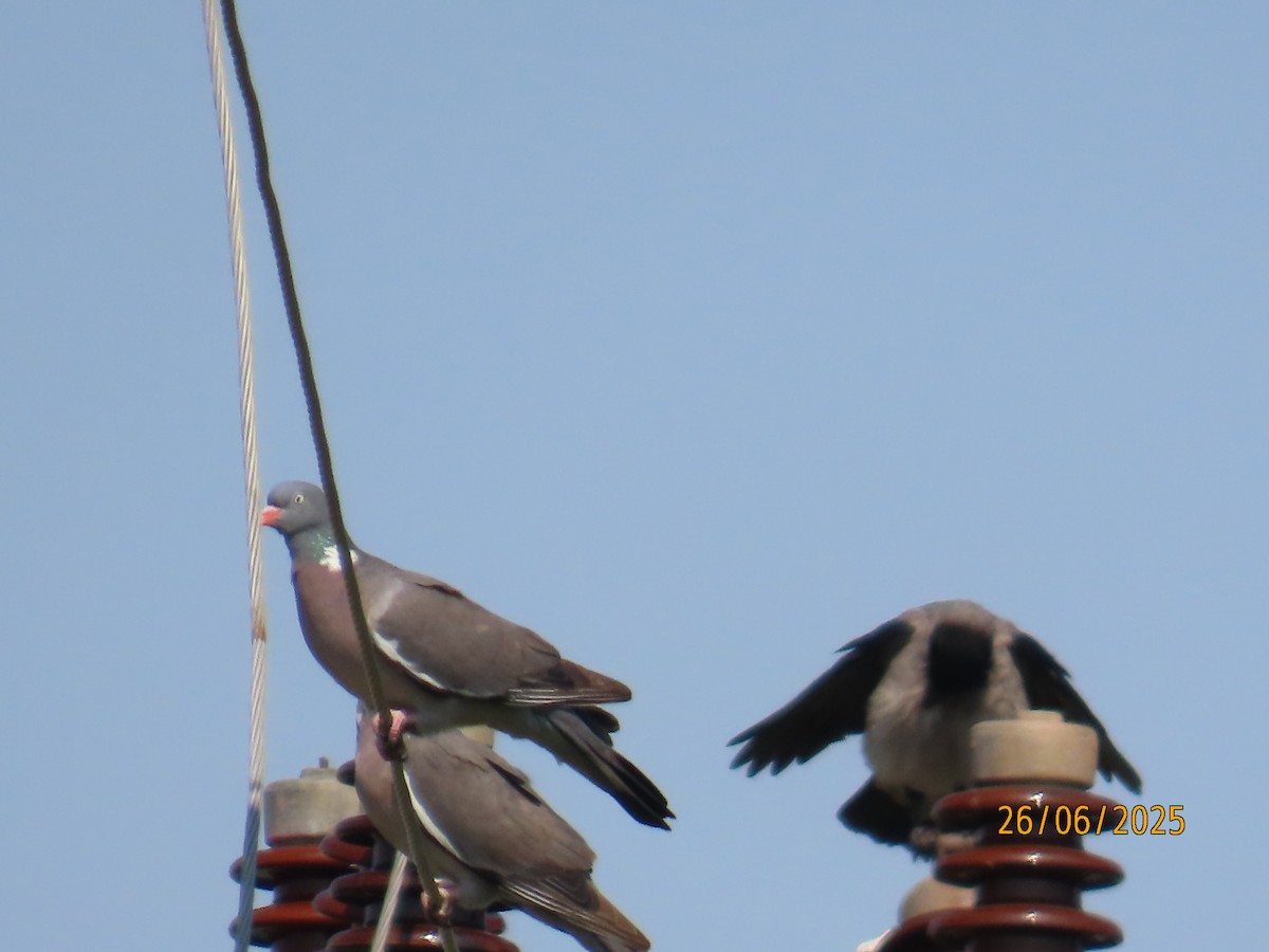 Pigeon ramier - ML638291053