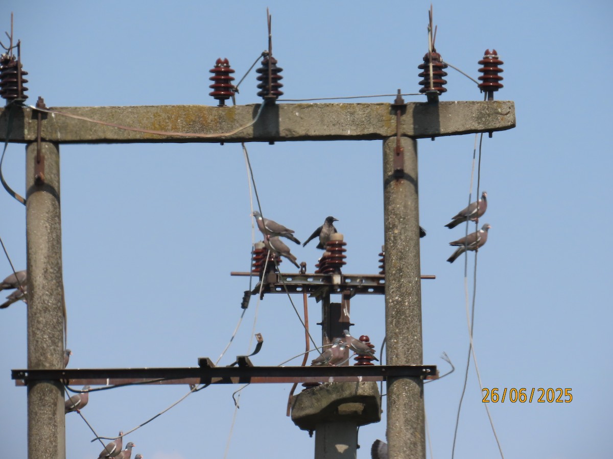 Pigeon ramier - ML638291054