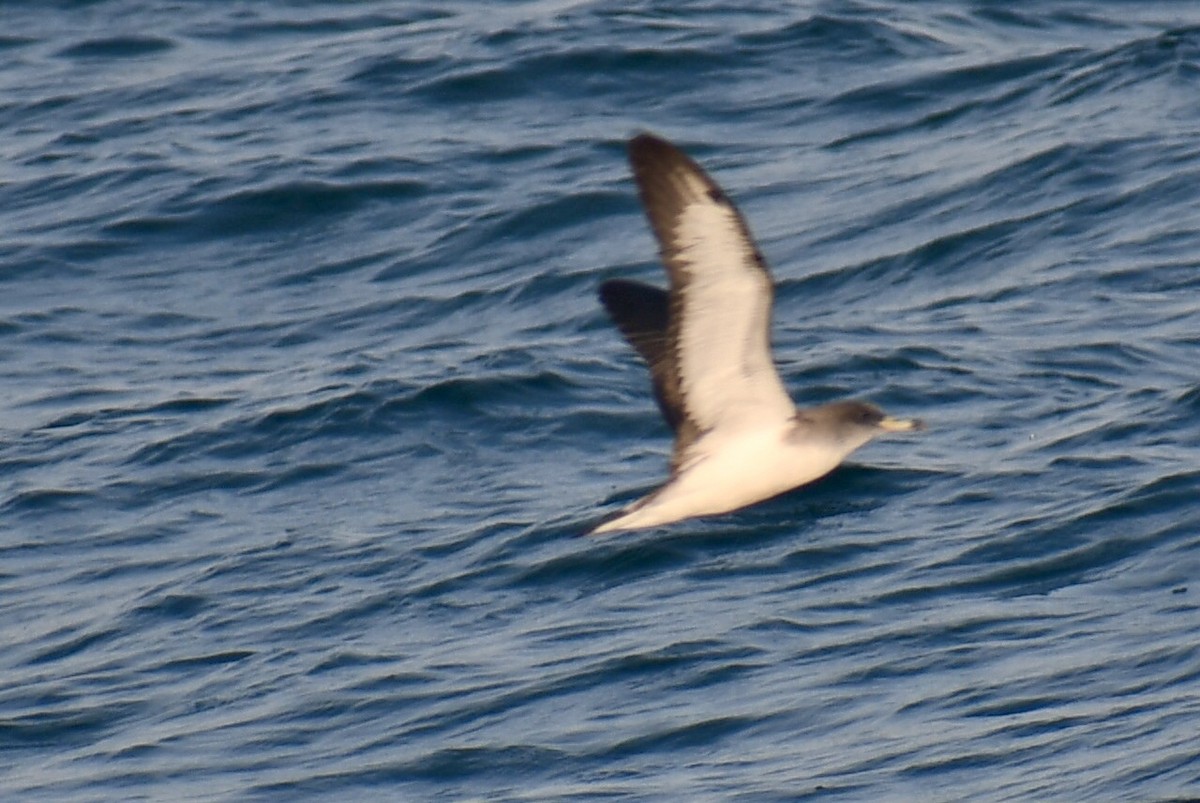 Cory's/Scopoli's Shearwater - ML638291088