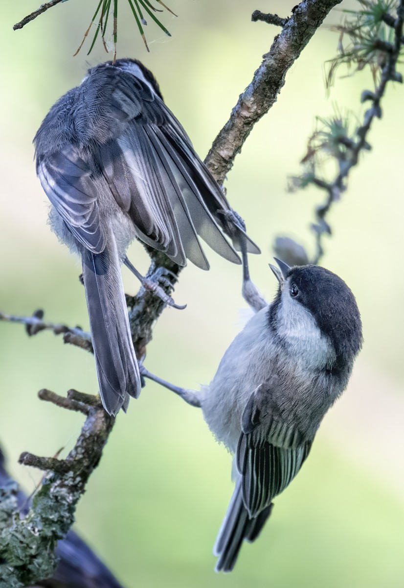 Black-capped Chickadee - ML638291117