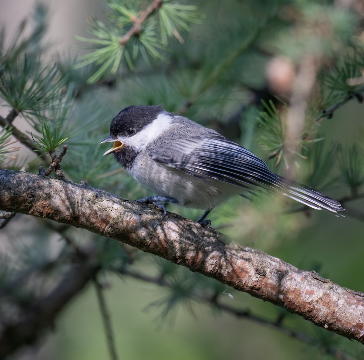 Black-capped Chickadee - ML638291118