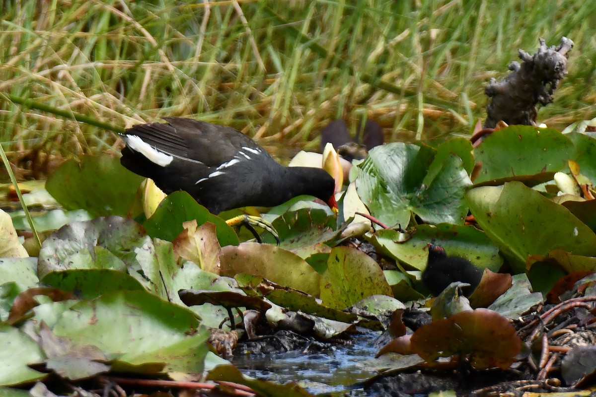 Eurasian Moorhen - ML638291131