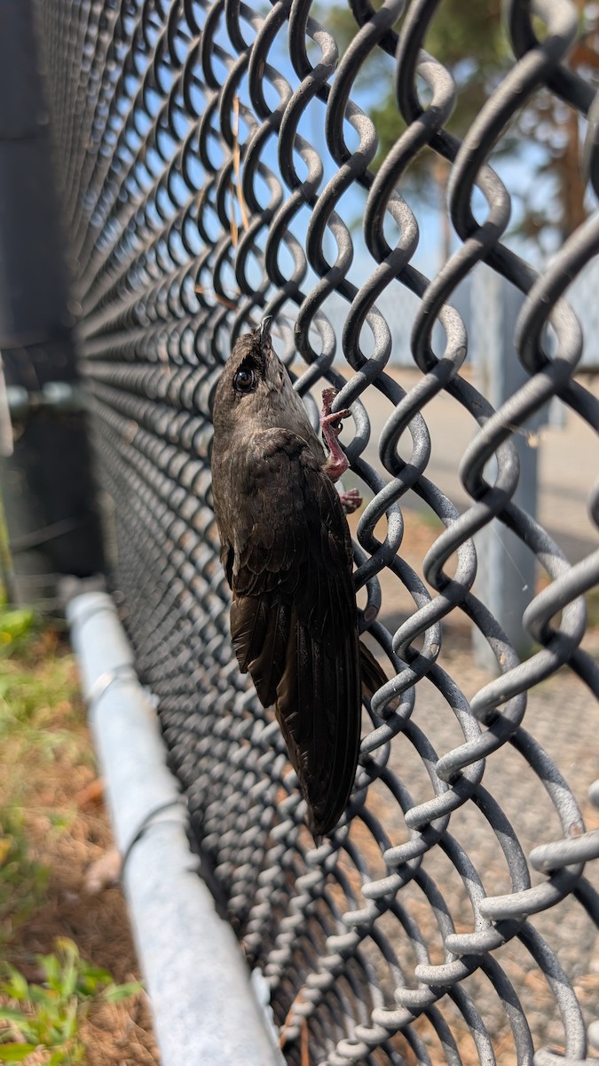 Chimney Swift - ML638291134