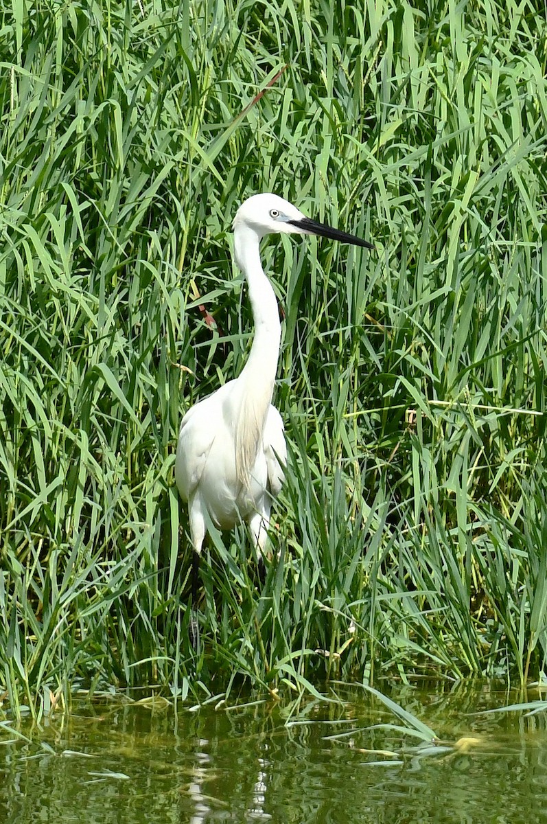 Little Egret - ML638291138