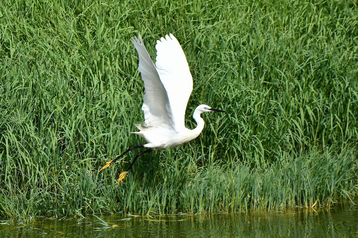 Little Egret - ML638291141
