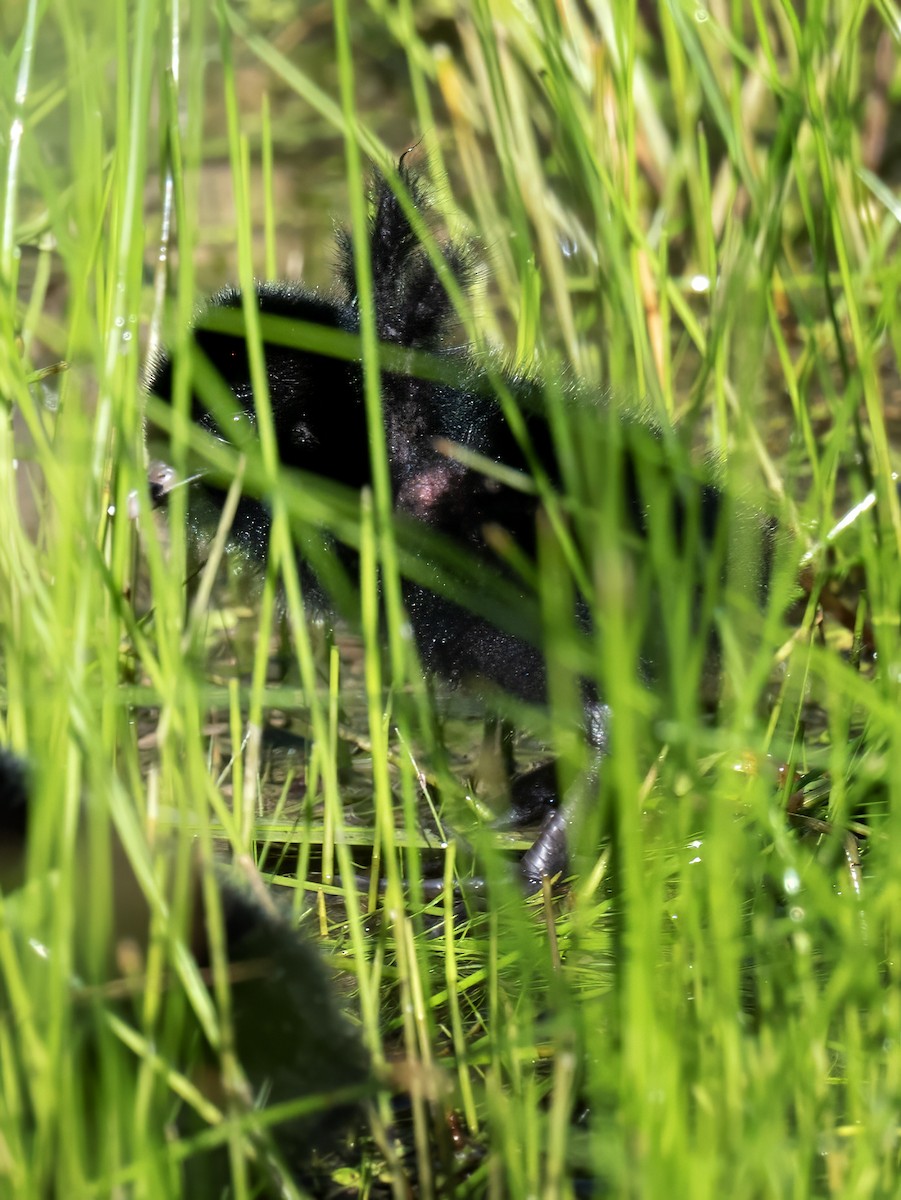 Virginia Rail - ML638291143