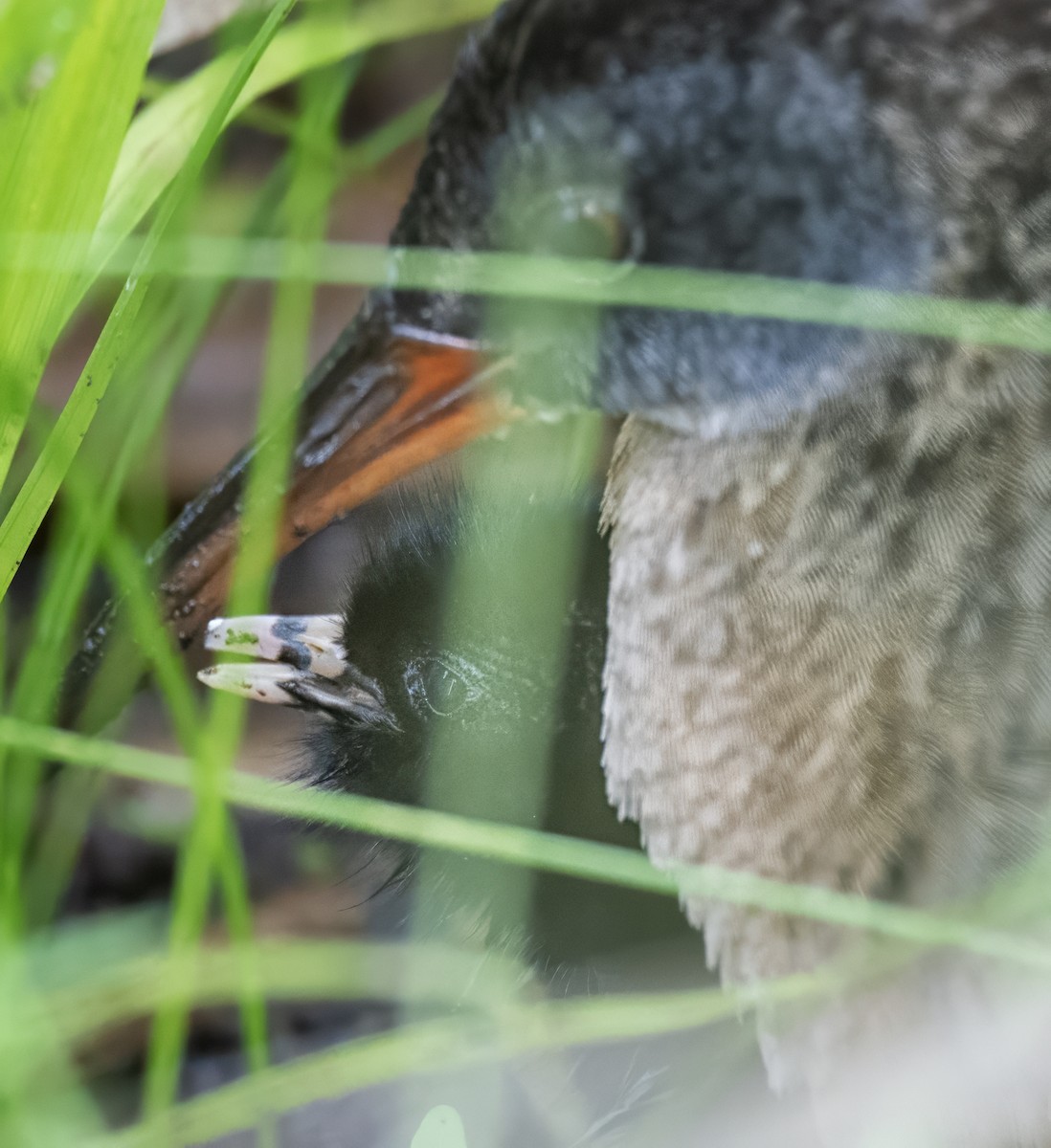 Virginia Rail - ML638291144