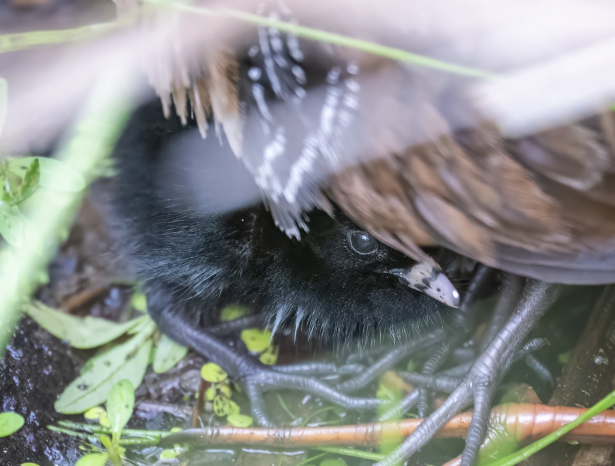 Virginia Rail - ML638291145