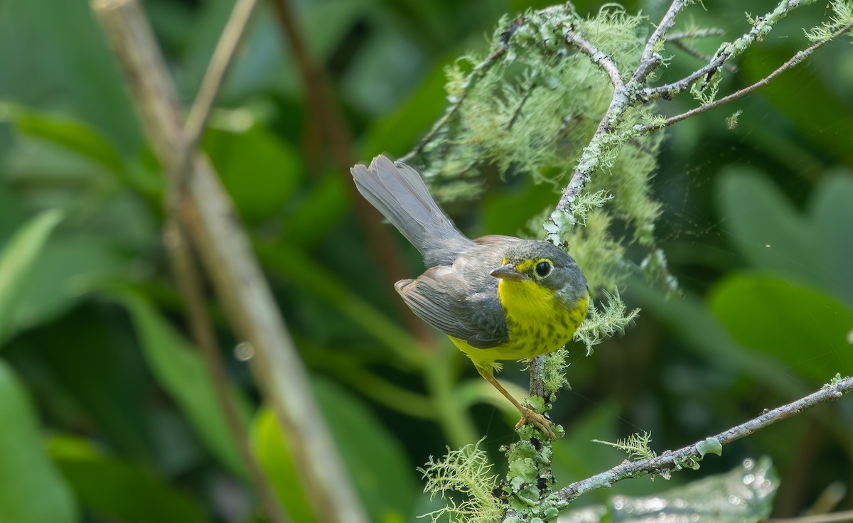 Canada Warbler - ML638291147